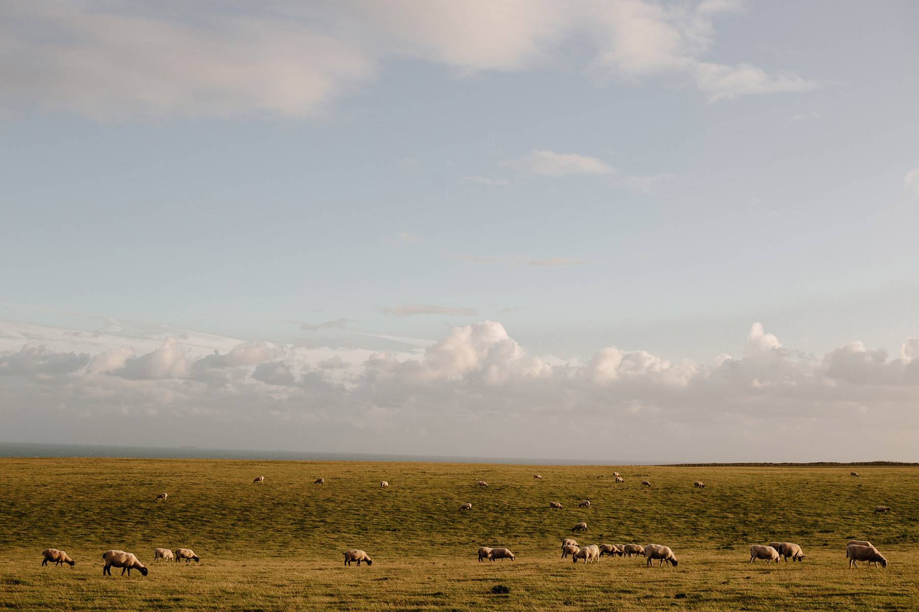 angielskie krajobrazy owce